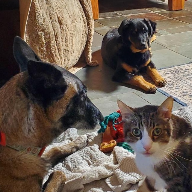 Enlarge 7, an adoptable mixed breed in San Jose, CA image 3/6