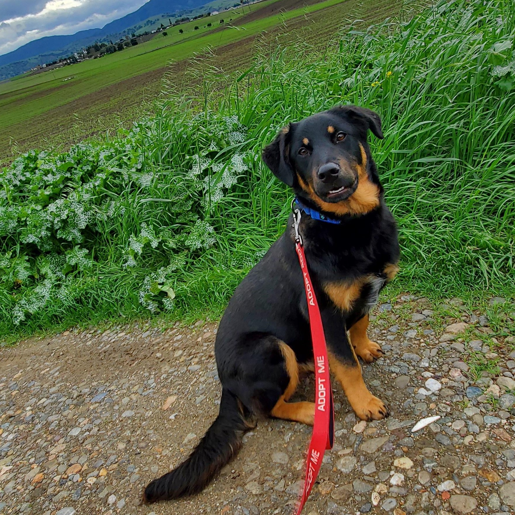 Enlarge 7, an adoptable mixed breed in San Jose, CA image 5/6