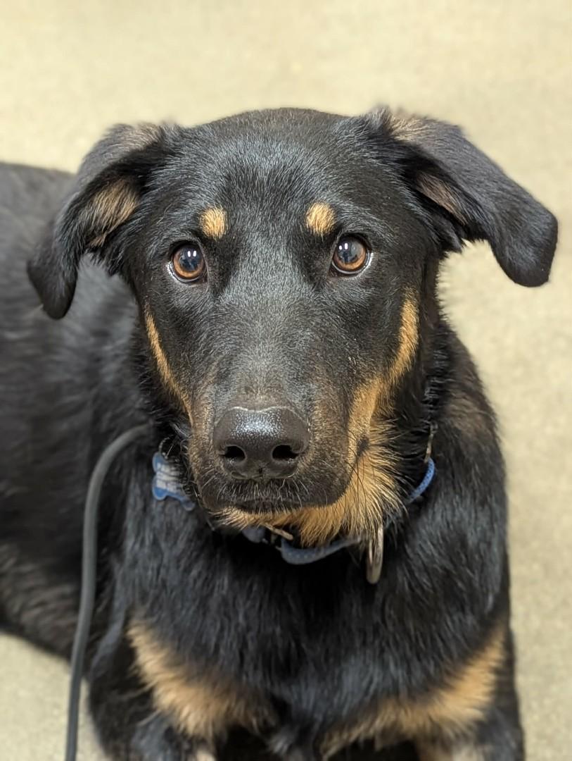 Enlarge 7, an adoptable mixed breed in San Jose, CA image 4/6