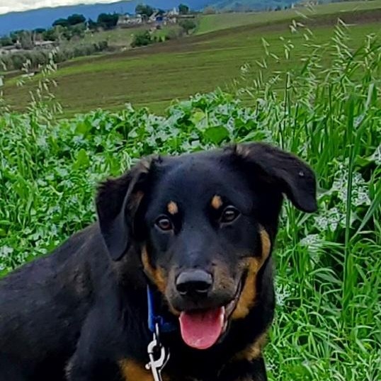 Enlarge 7, an adoptable mixed breed in San Jose, CA image 4/6