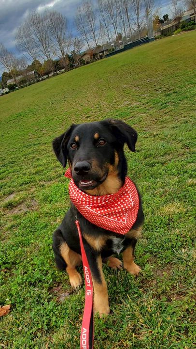 Enlarge 7, an adoptable mixed breed in San Jose, CA video 6/6