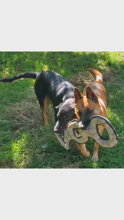 Enlarge 7, an adoptable mixed breed in San Jose, CA video 5/6