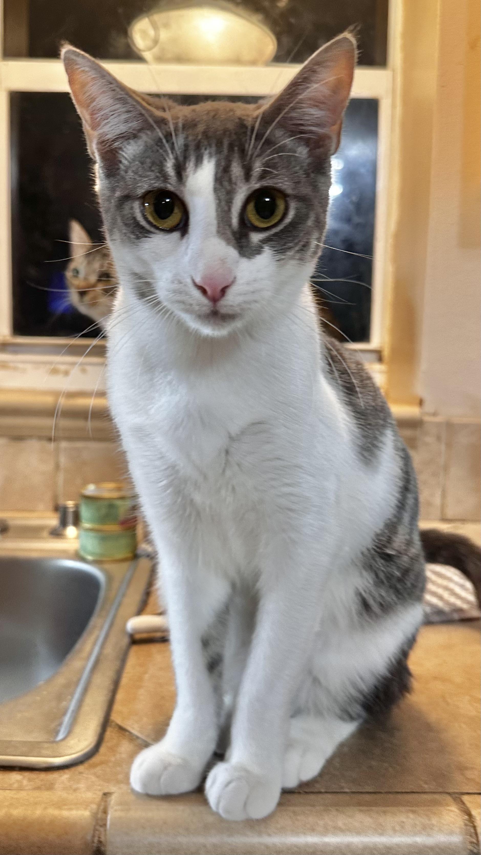 Enlarge Kenya, a ADOPTABLE Domestic Short Hair in Lake Worth, FL image 1/3