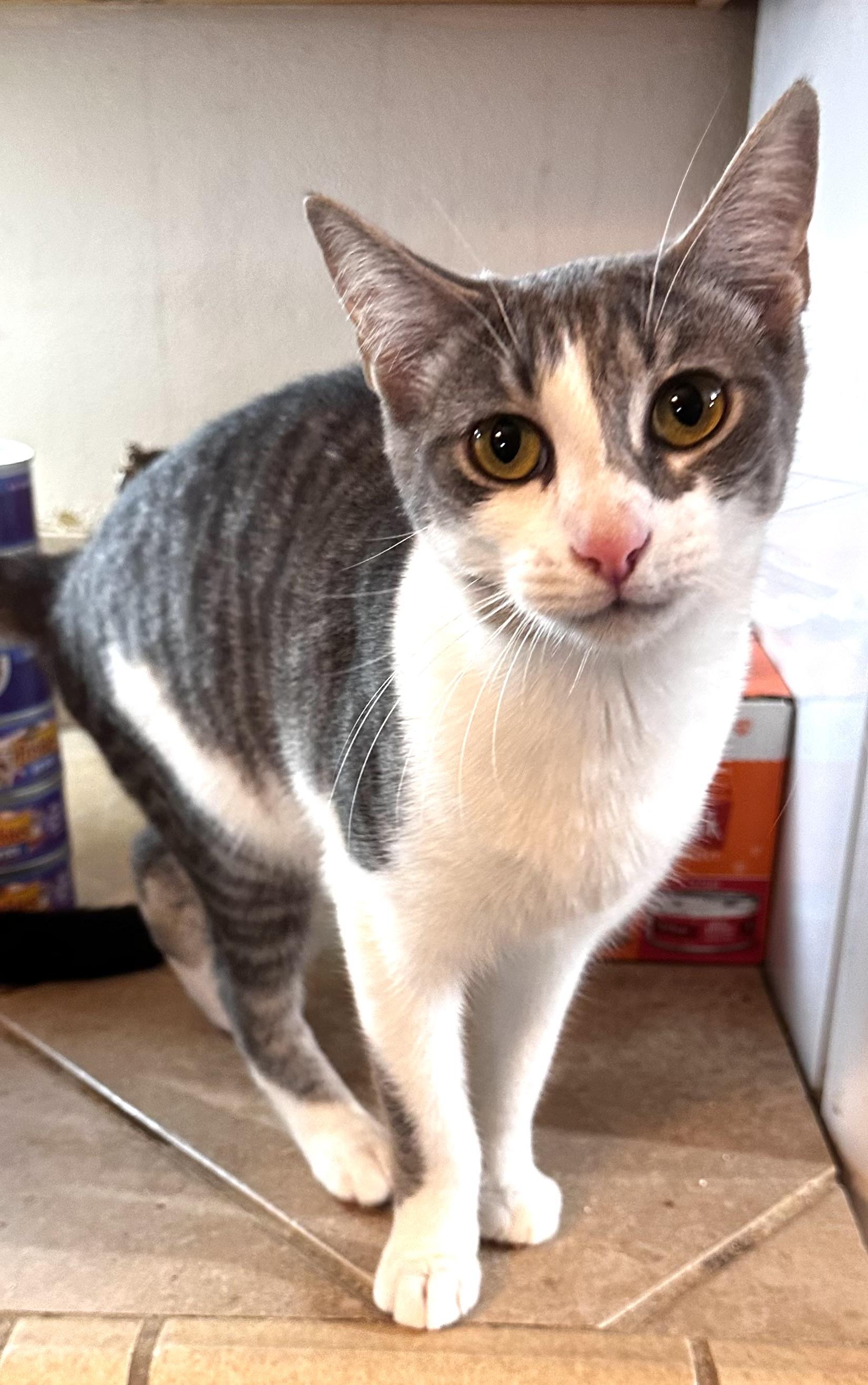 Enlarge Kenya, a ADOPTABLE Domestic Short Hair in Lake Worth, FL image 3/3