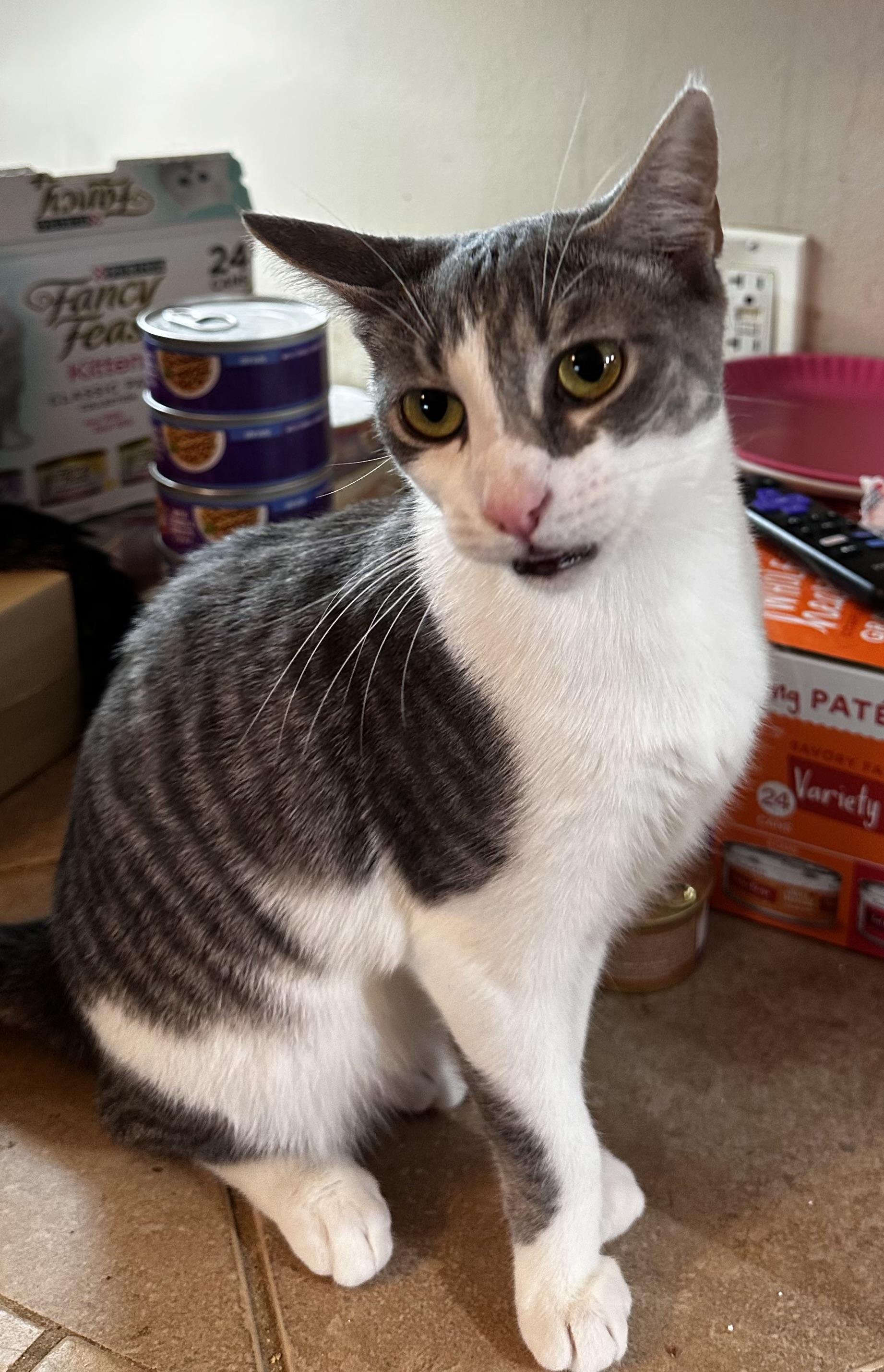 Enlarge Kenya, a ADOPTABLE Domestic Short Hair in Lake Worth, FL image 2/3