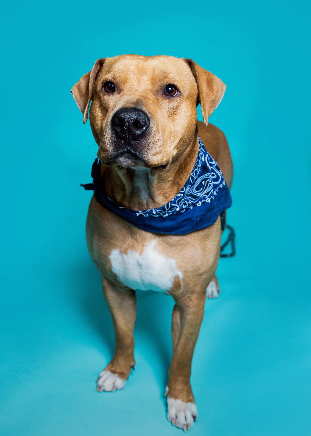 Tigger, Adoptable, Adult Male Pit Bull Terrier.
