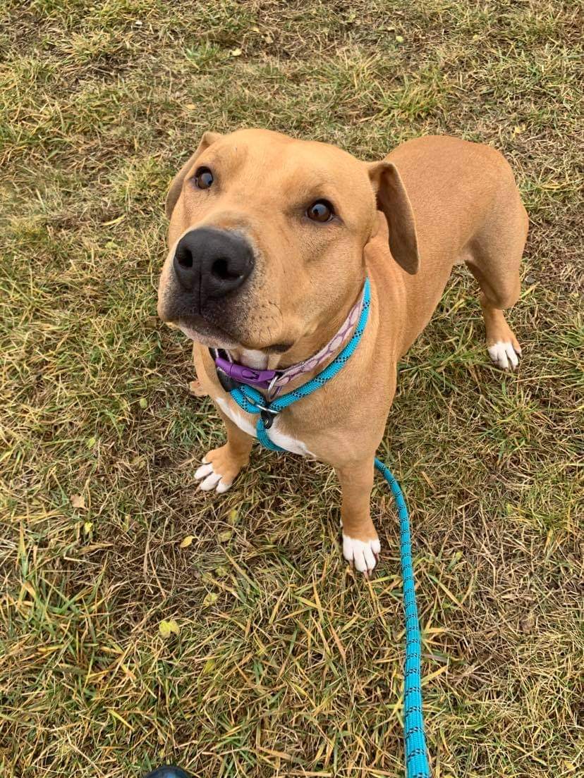 Tigger, a Adoptable Pit Bull Terrier in Trenton, MO image 2/10