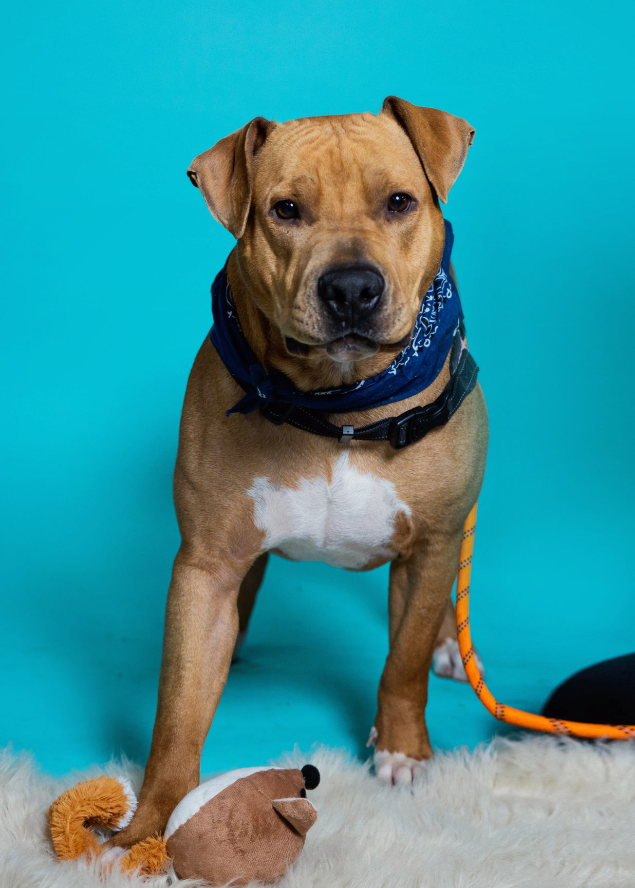 Tigger, a Adoptable Pit Bull Terrier in Trenton, MO image 4/10
