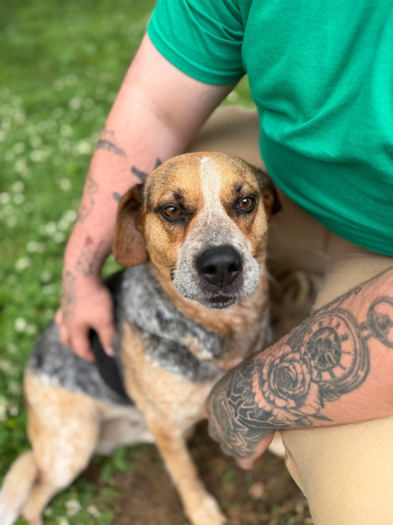 Enlarge Nuggy, a ADOPTABLE Mixed Breed in Leitchfield, KY image 2/3