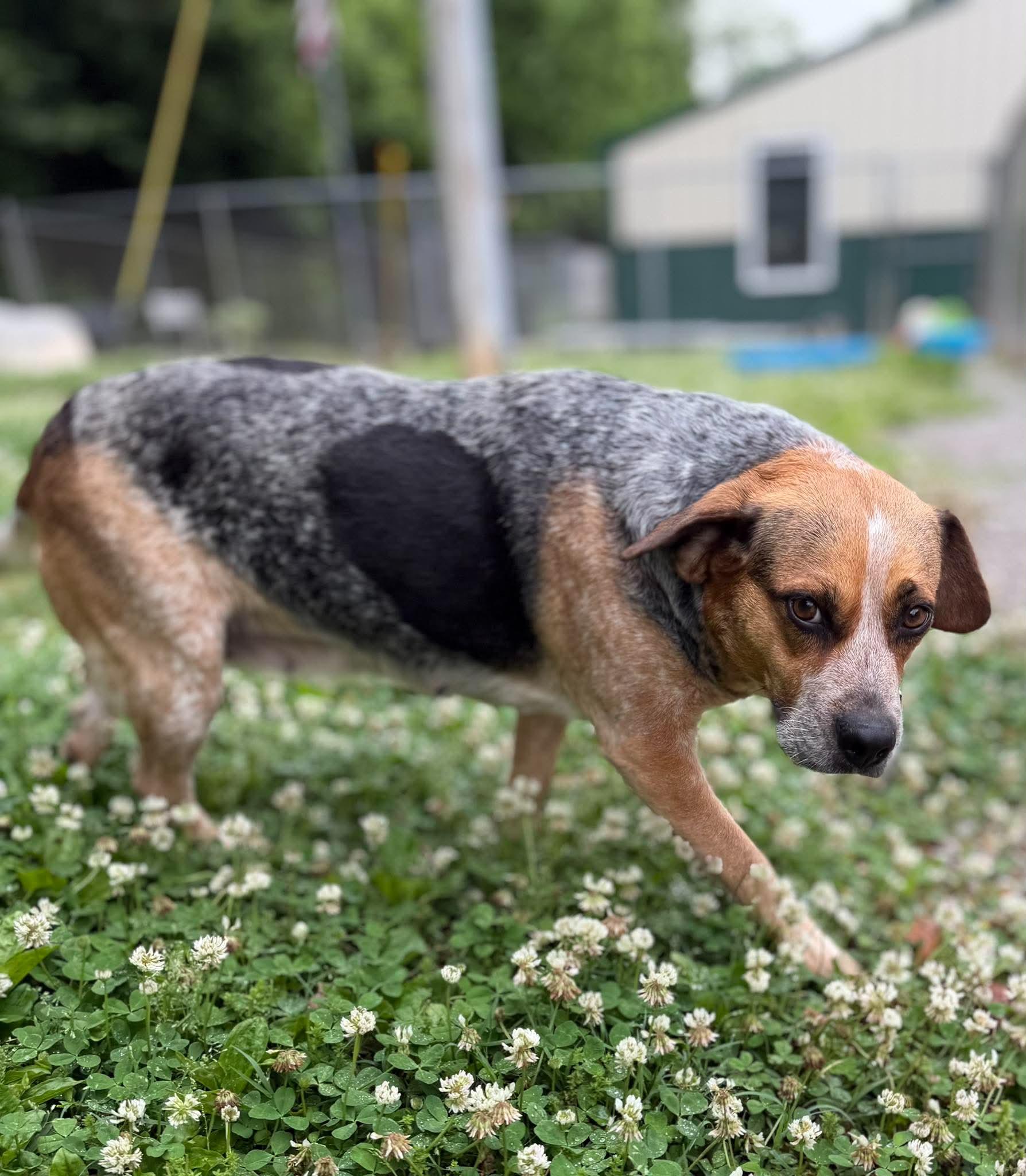 Nuggy, ADOPTABLE, Adult Female Mixed Breed.