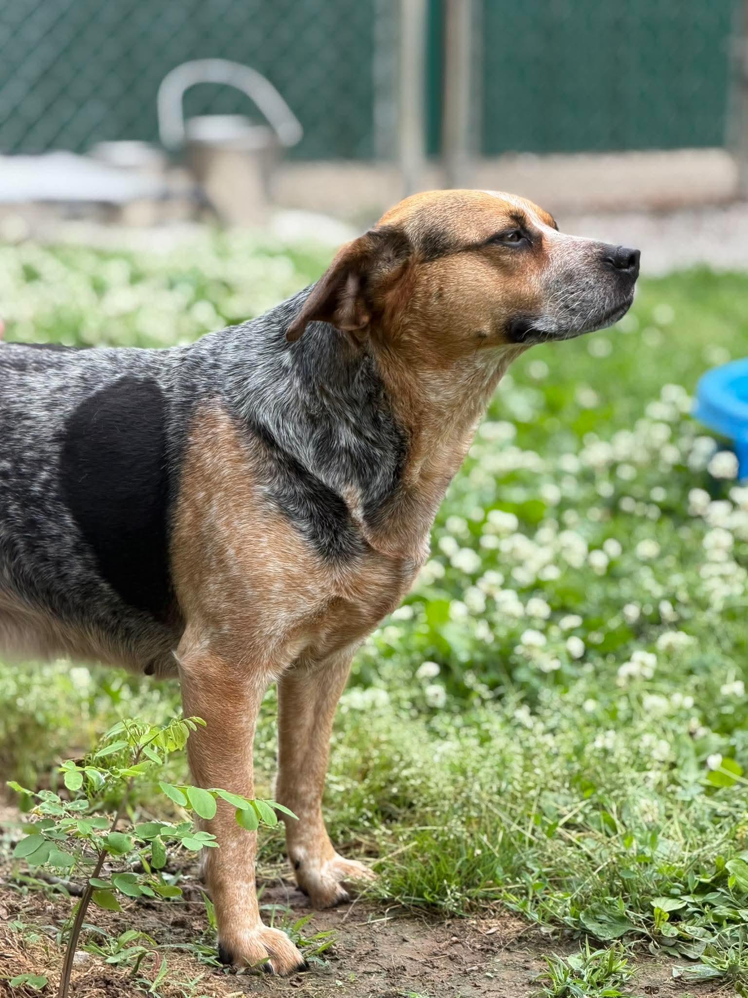 Enlarge Nuggy, a ADOPTABLE Mixed Breed in Leitchfield, KY image 3/3