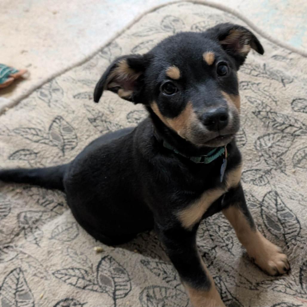 Coral, Adoptable, Puppy Female Australian Cattle Dog / Blue Heeler & Shepherd.