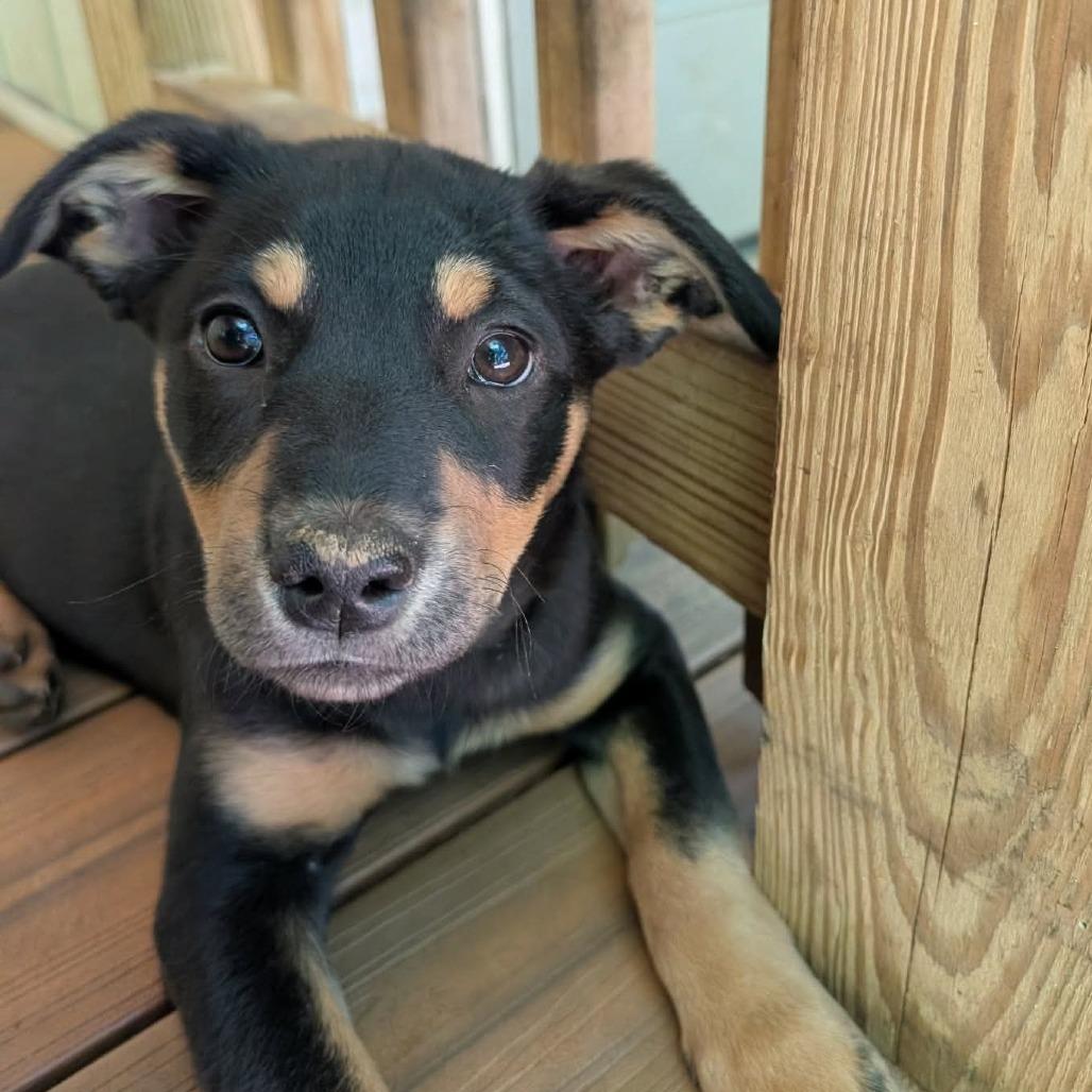 Enlarge Coral, a Adoptable mixed breed in Phoenix, MD image 2/4