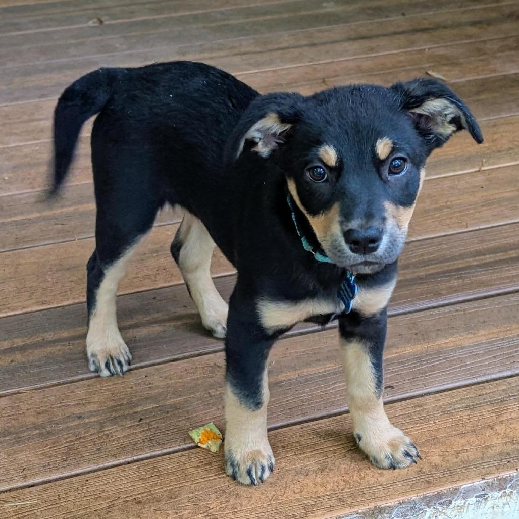Enlarge Coral, a Adoptable mixed breed in Phoenix, MD image 3/4
