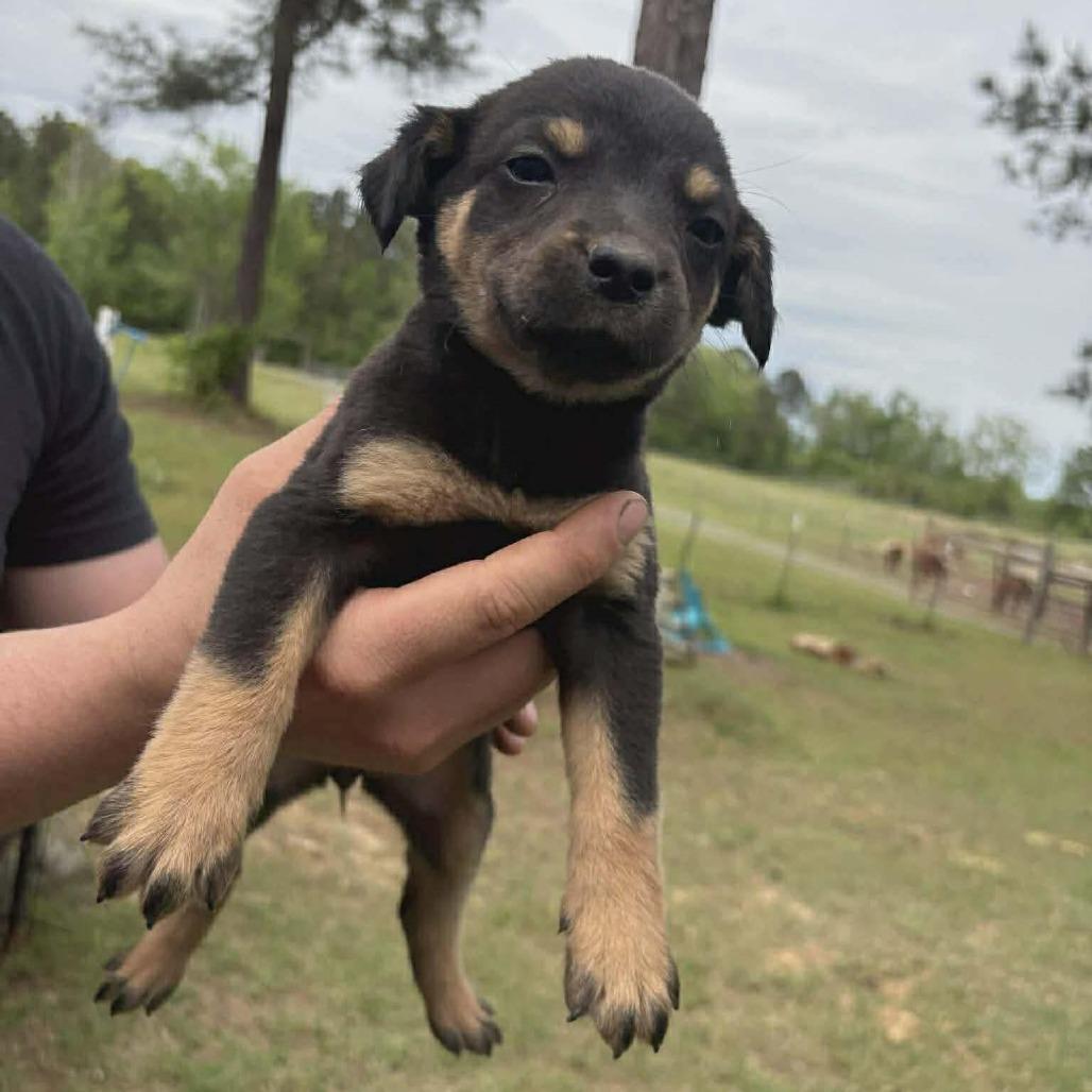 Coral, Adoptable, Puppy Female Australian Cattle Dog / Blue Heeler & Shepherd.