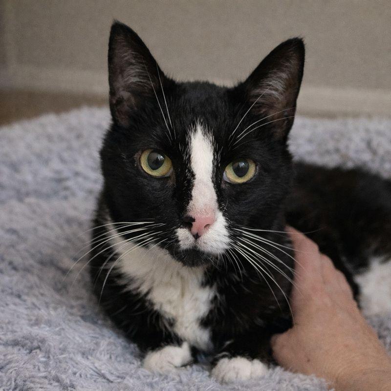 Ophelia, Adoptable, Senior Female Domestic Short Hair.