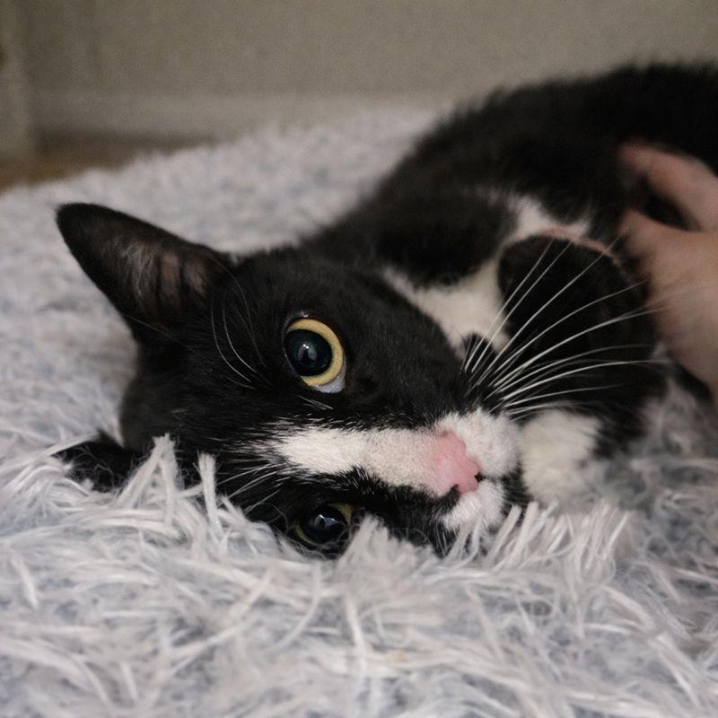 Enlarge Ophelia, a Adoptable Domestic Short Hair in Hopkinton, MA image 2/3