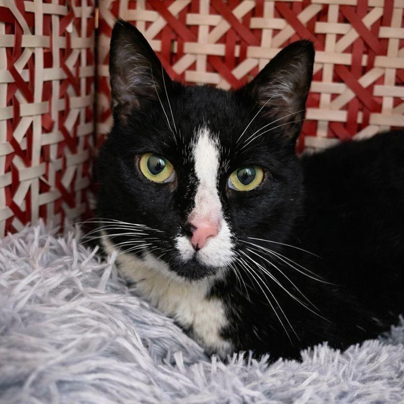 Enlarge Ophelia, a Adoptable Domestic Short Hair in Hopkinton, MA image 3/3