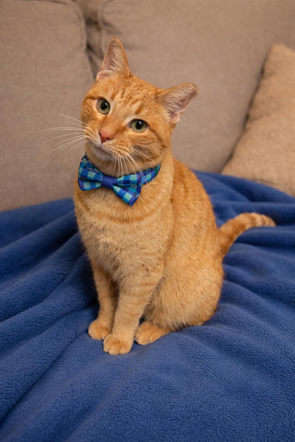 Taco , adopted, Adult Male Domestic Short Hair.