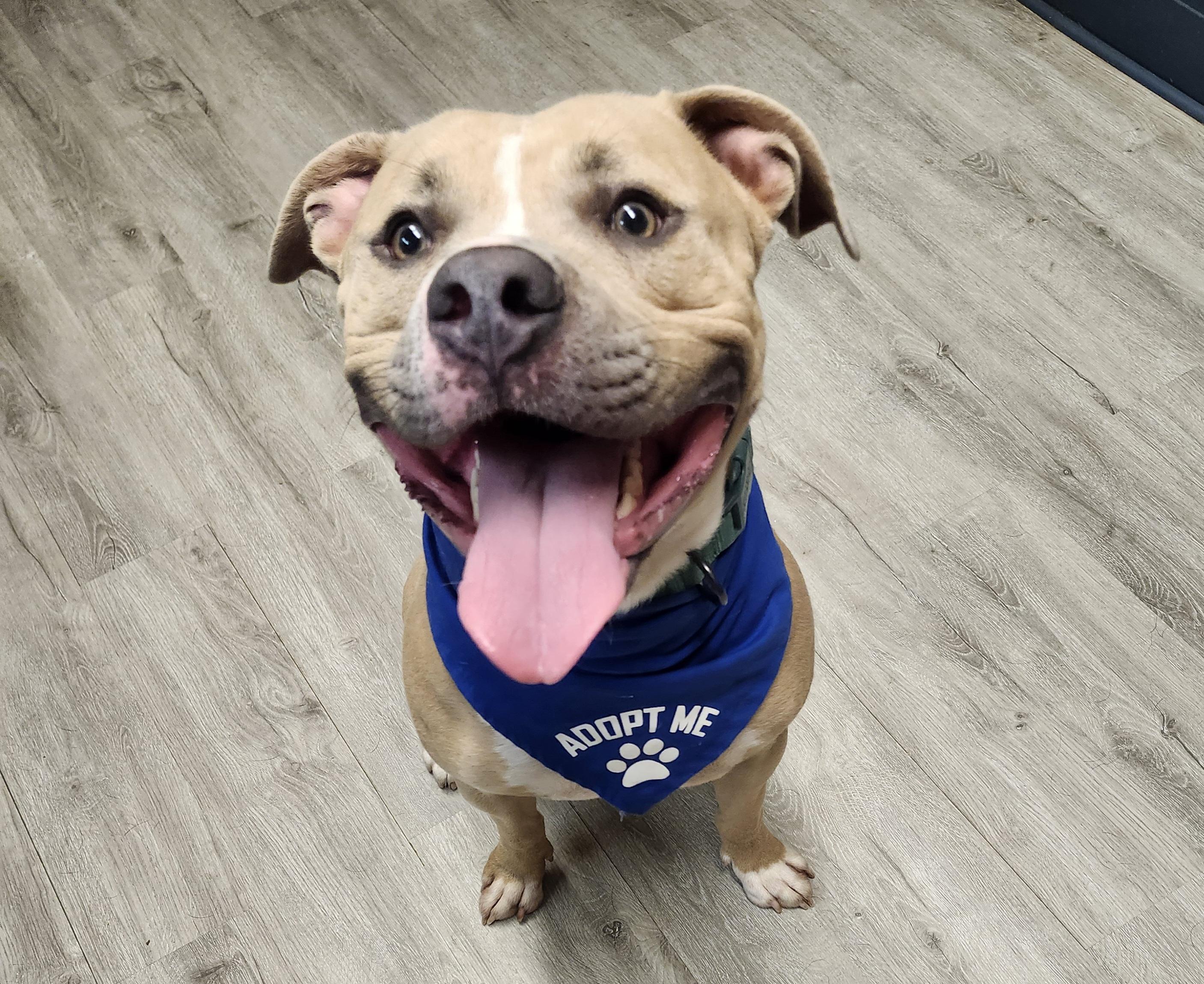 Phlox, Young Male Pit Bull Terrier