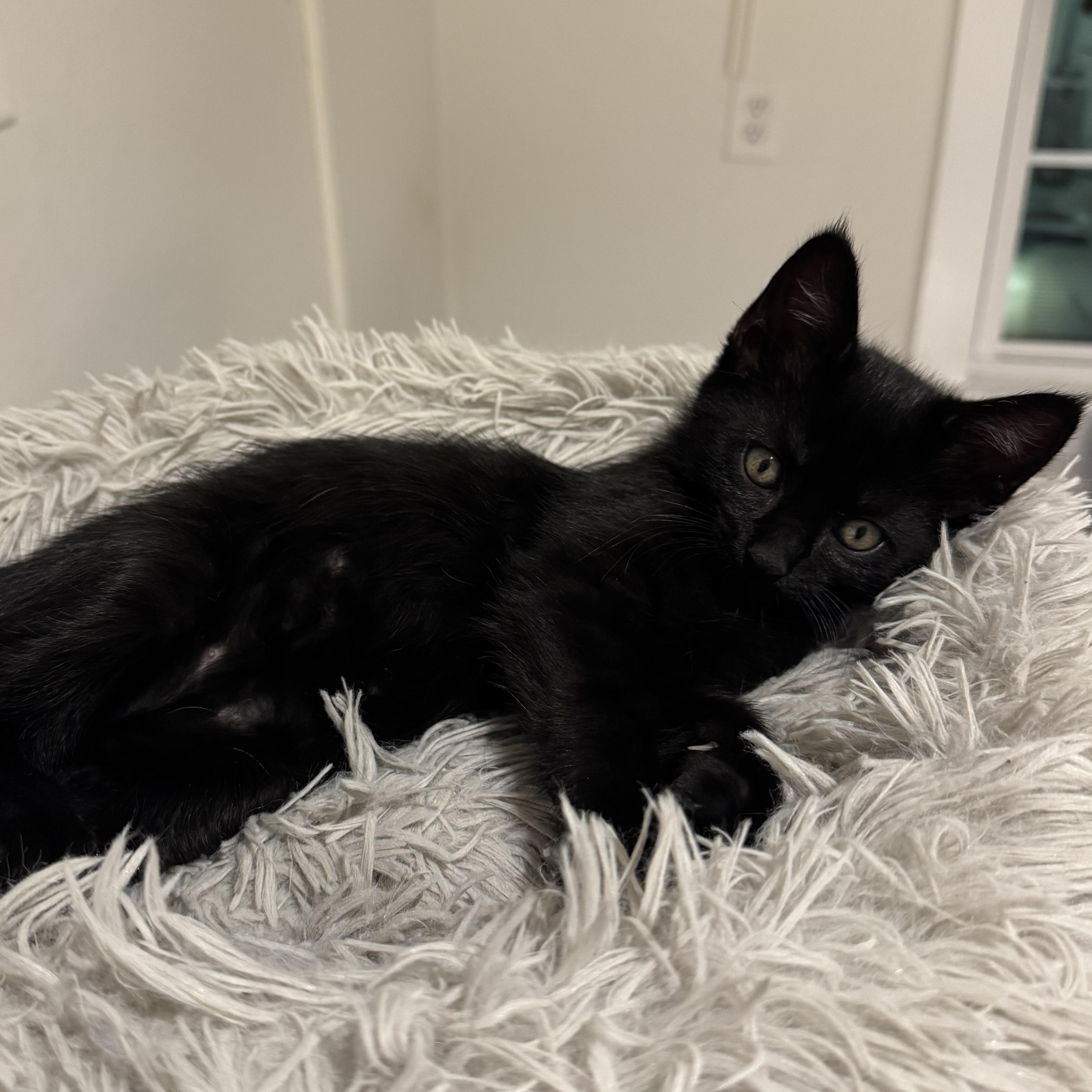Enlarge Rye, an adopted American Shorthair in Houston, TX image 2/3