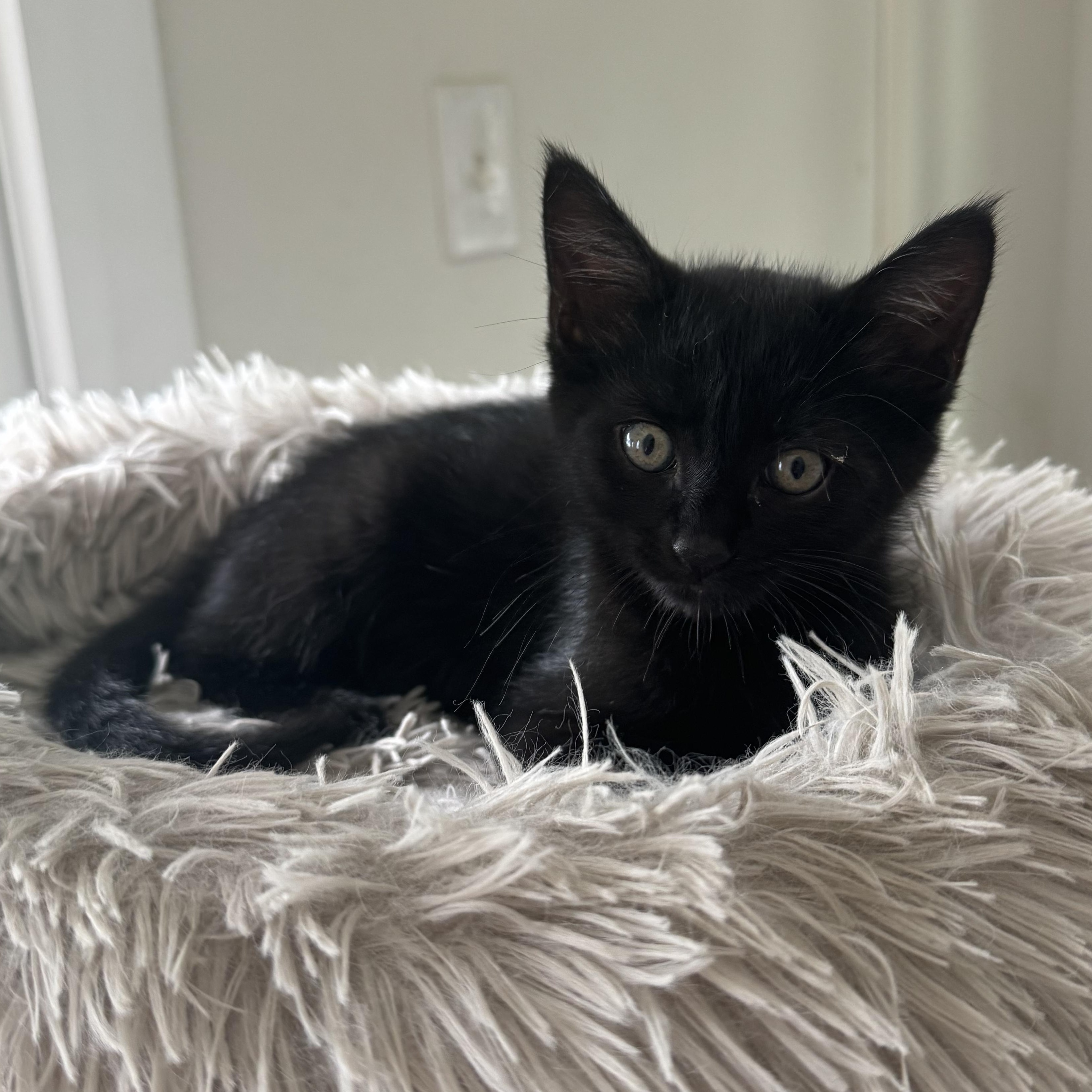 Rye, adopted, Kitten Male American Shorthair.