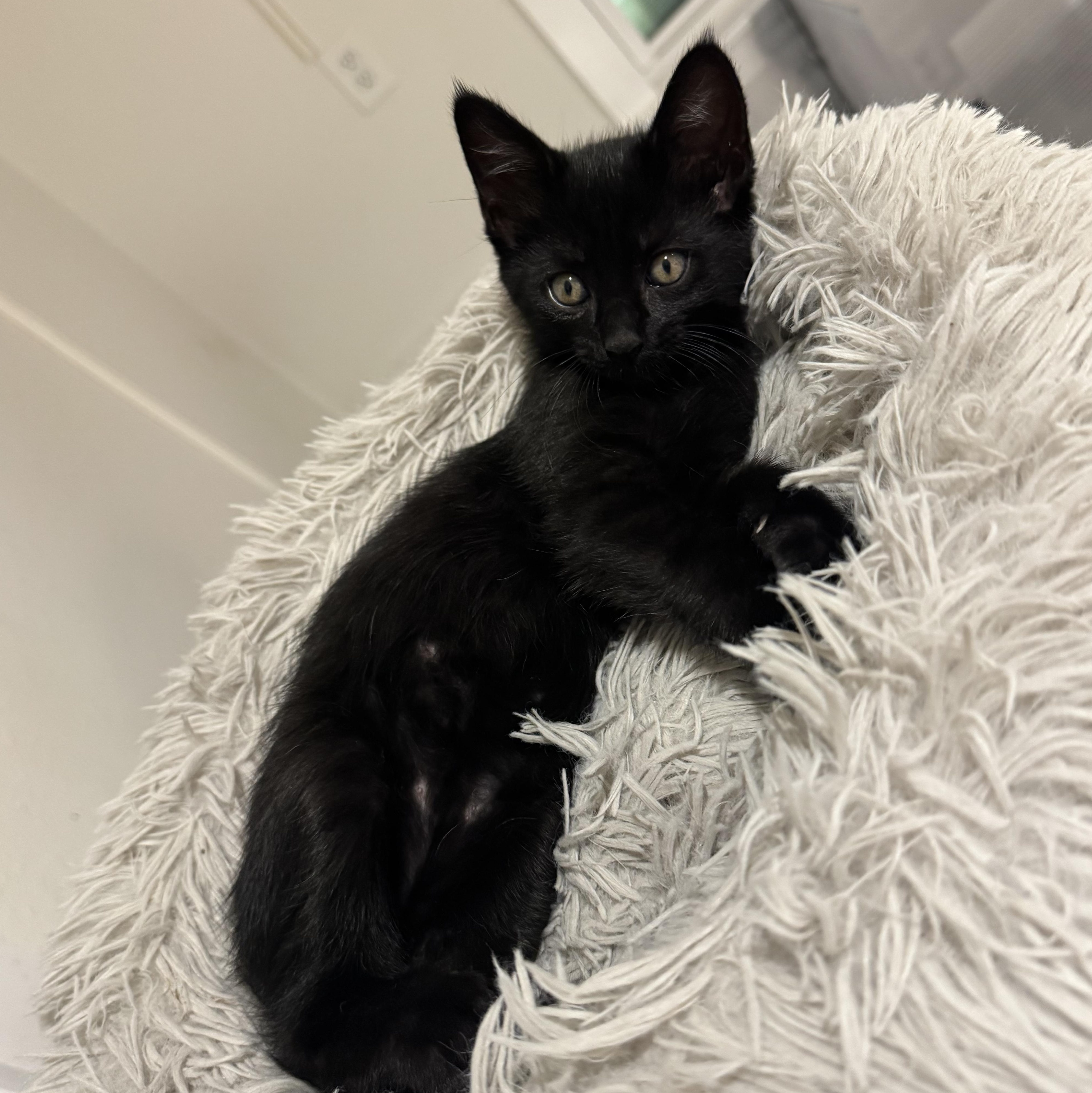 Enlarge Rye, an adopted American Shorthair in Houston, TX image 3/3