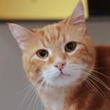 Chubby, Adoptable, Senior Male Domestic Short Hair.