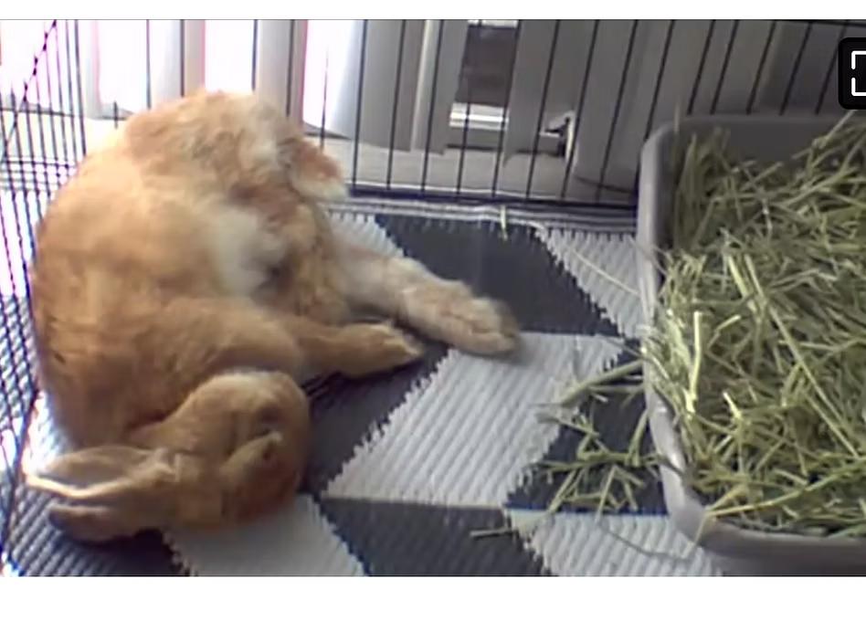 Latte AKA Simon, Adoptable, Young Male Bunny Rabbit.