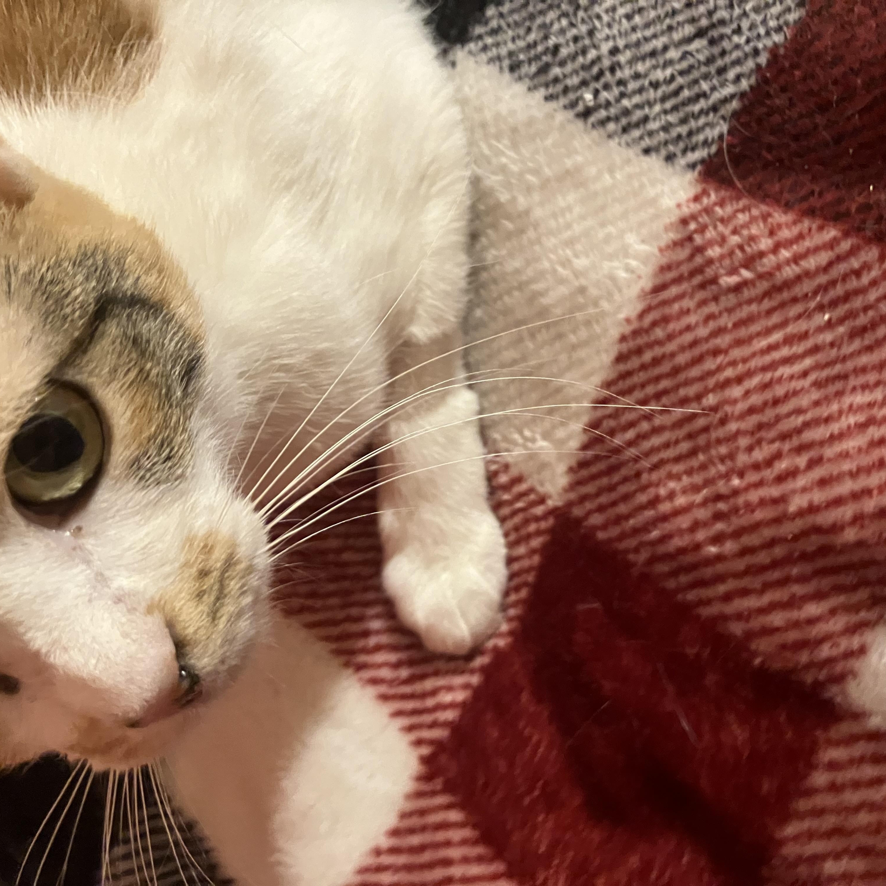 Cece, Adoptable, Adult Female Calico & American Shorthair.