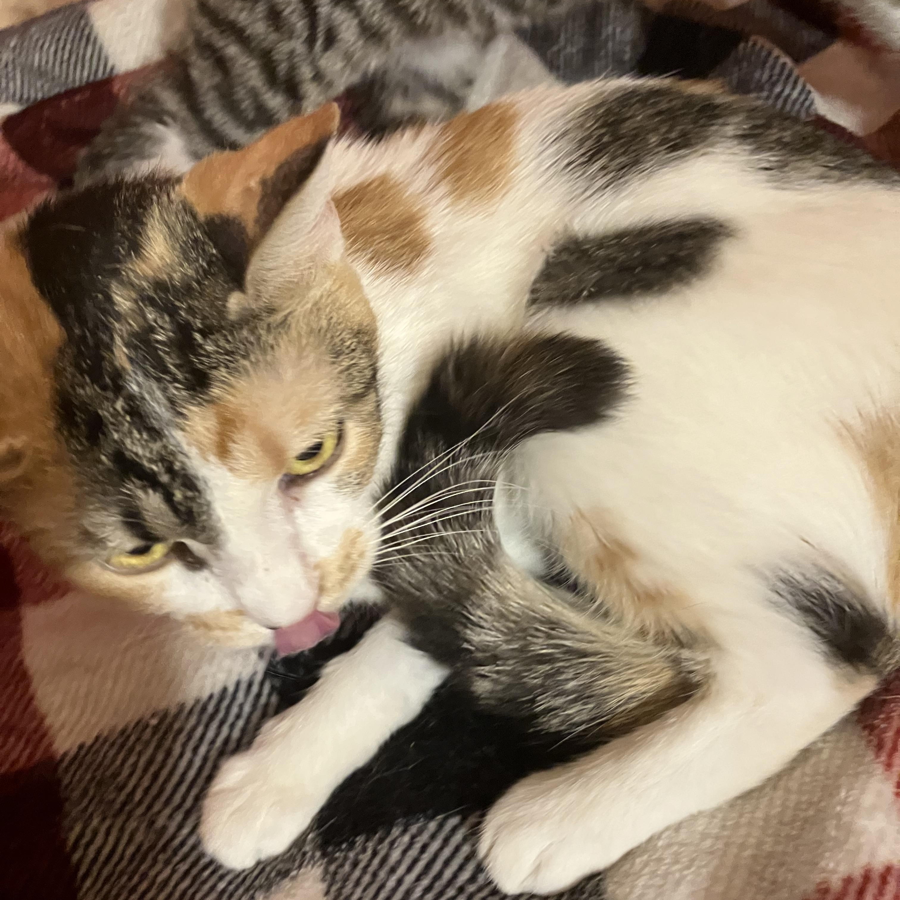 Enlarge Cece, a Adoptable mixed breed in El Mirage, AZ image 2/4