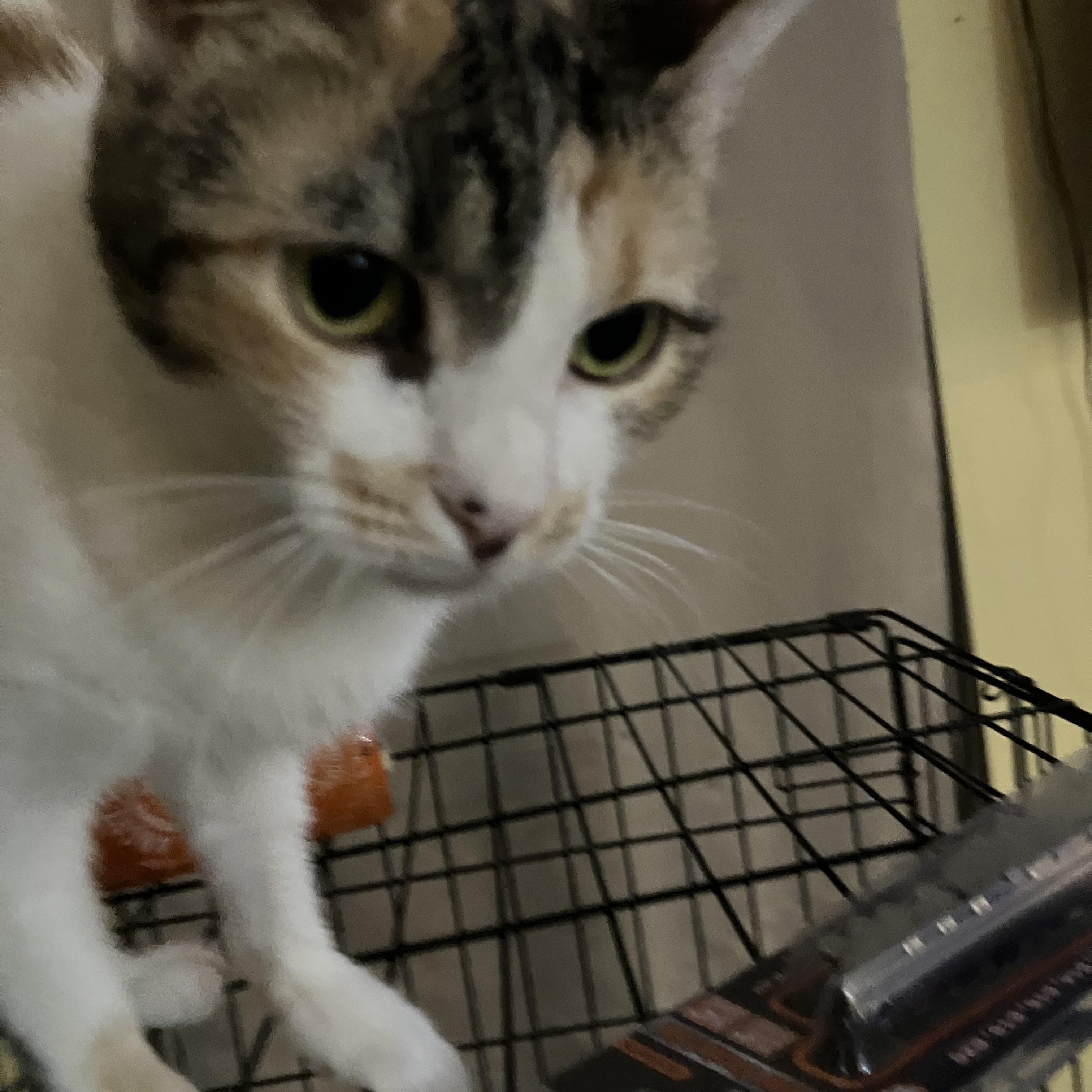 Enlarge Cece, a Adoptable mixed breed in El Mirage, AZ image 3/4