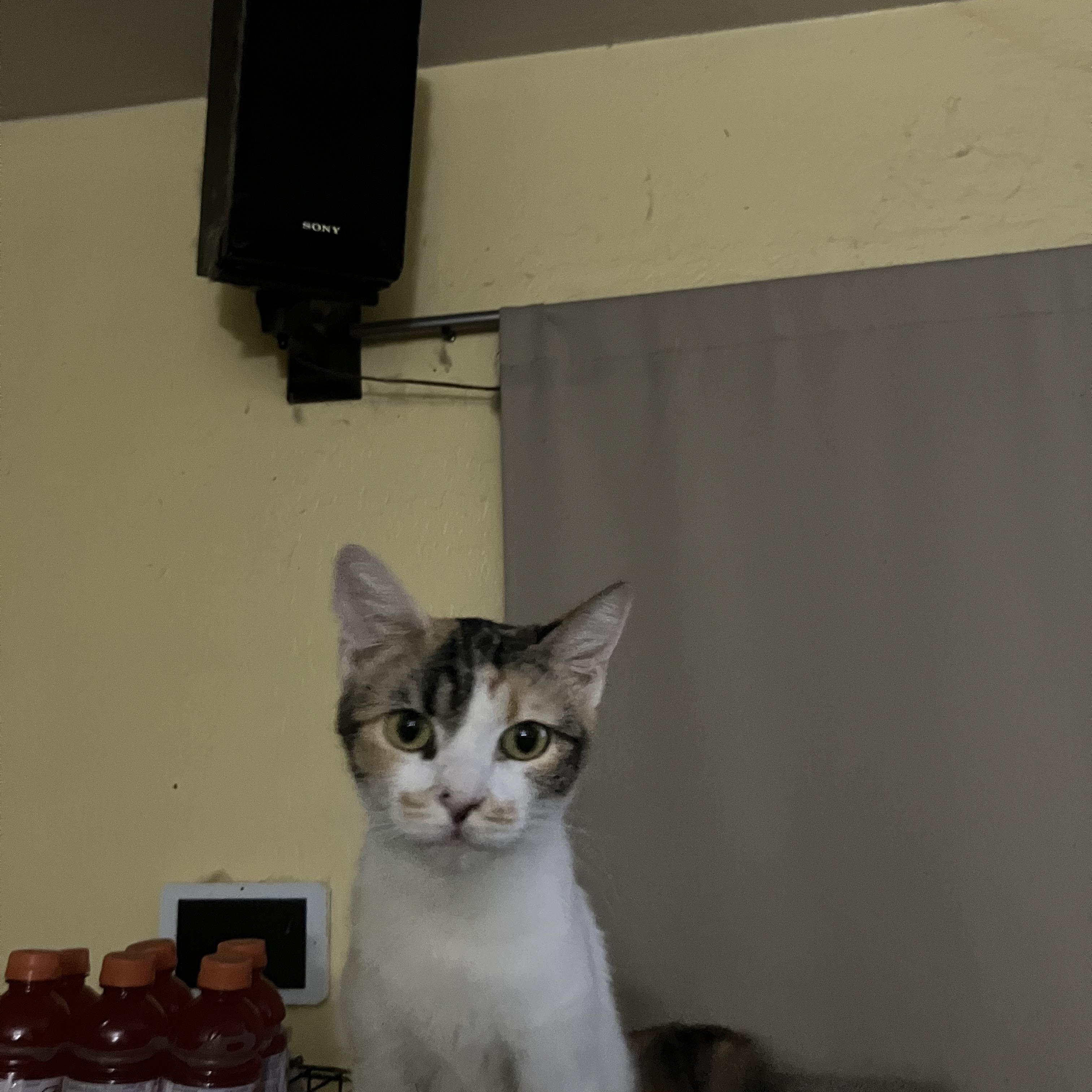 Enlarge Cece, a Adoptable mixed breed in El Mirage, AZ image 4/4