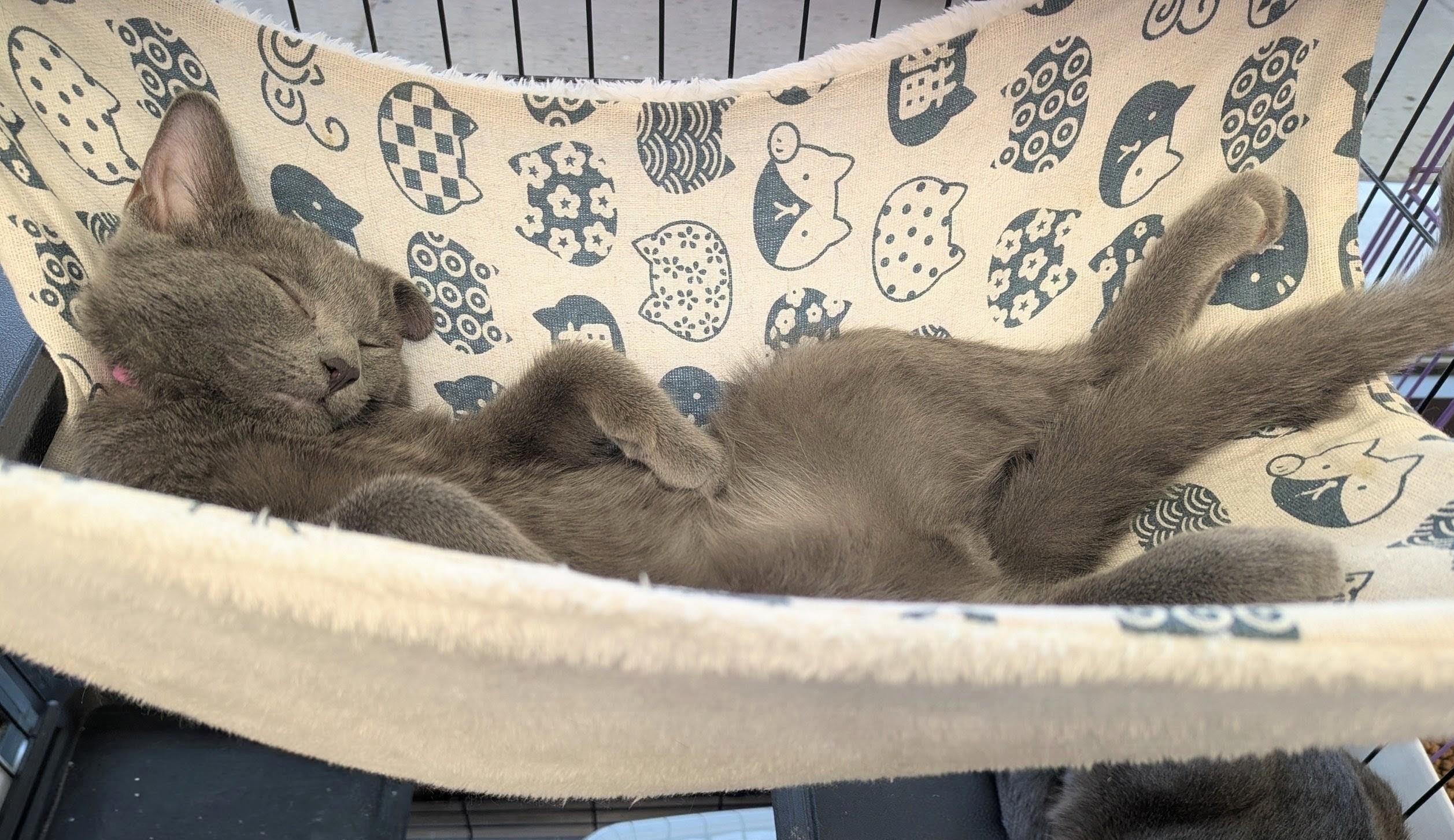 Enlarge Ivanhoe, a Adopted Domestic Long Hair in Fairborn, OH image 5/6