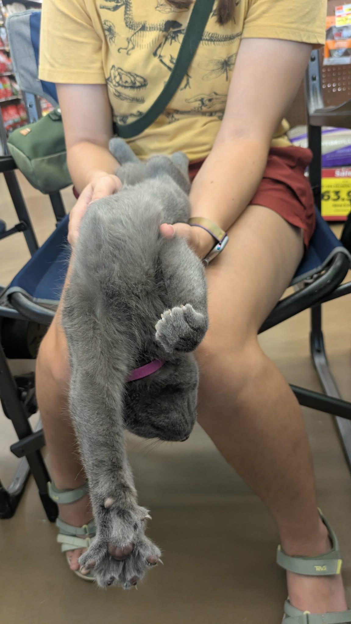 Enlarge Ivanhoe, a Adopted Domestic Long Hair in Fairborn, OH image 6/6