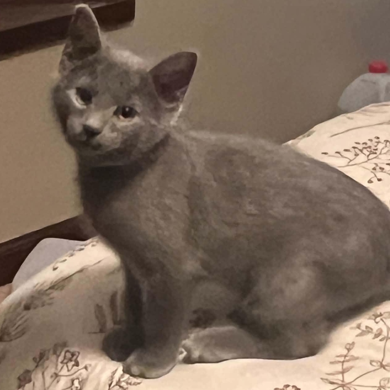 Enlarge Ivanhoe, a Adopted Domestic Long Hair in Fairborn, OH image 2/6