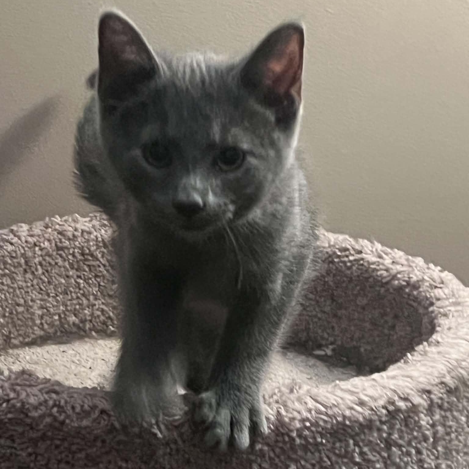 Enlarge Ivanhoe, a Adopted Domestic Long Hair in Fairborn, OH image 3/6