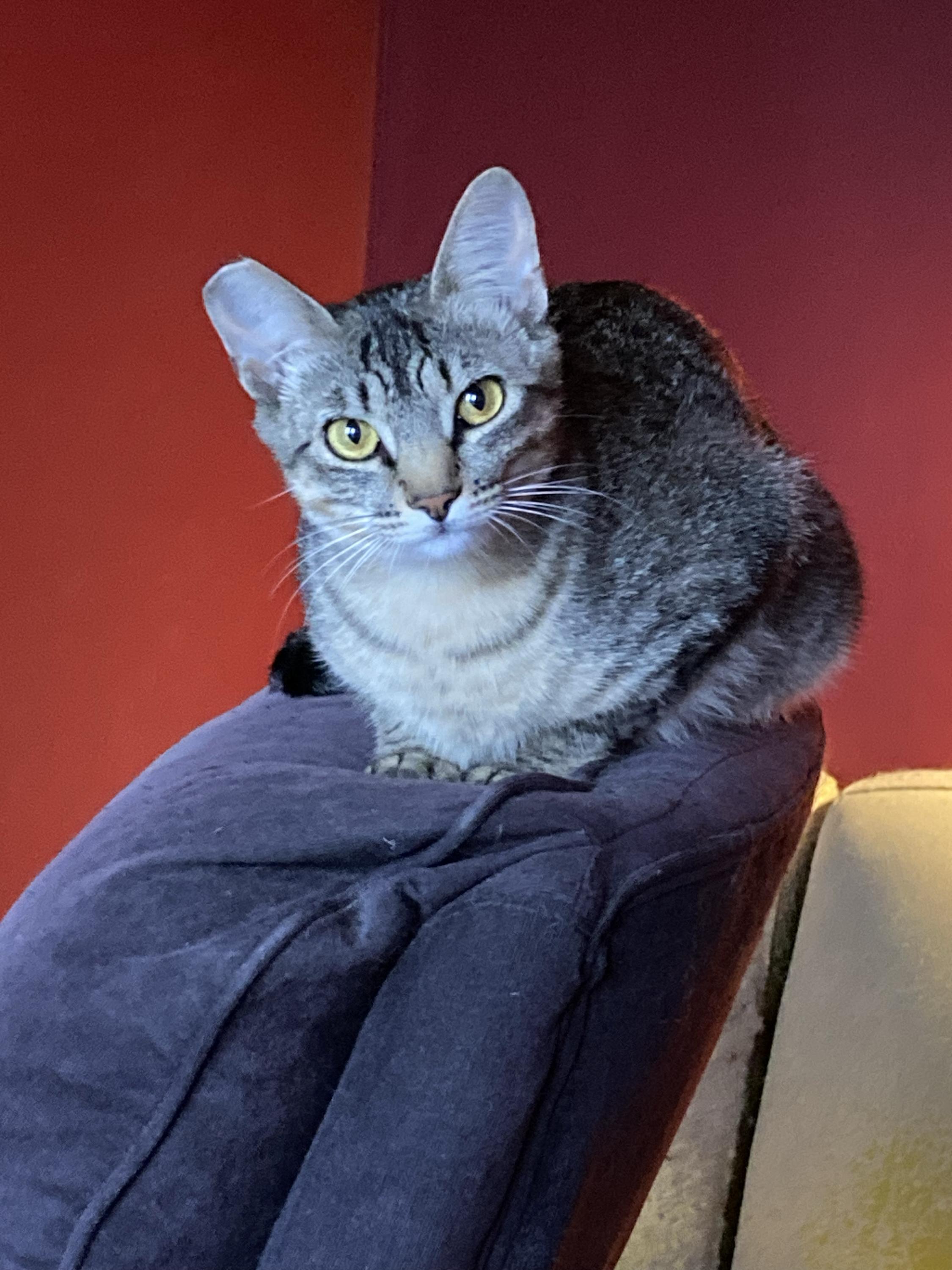 Enlarge Tribble and Trouble, a Adoptable Domestic Medium Hair in Seattle, WA image 3/6
