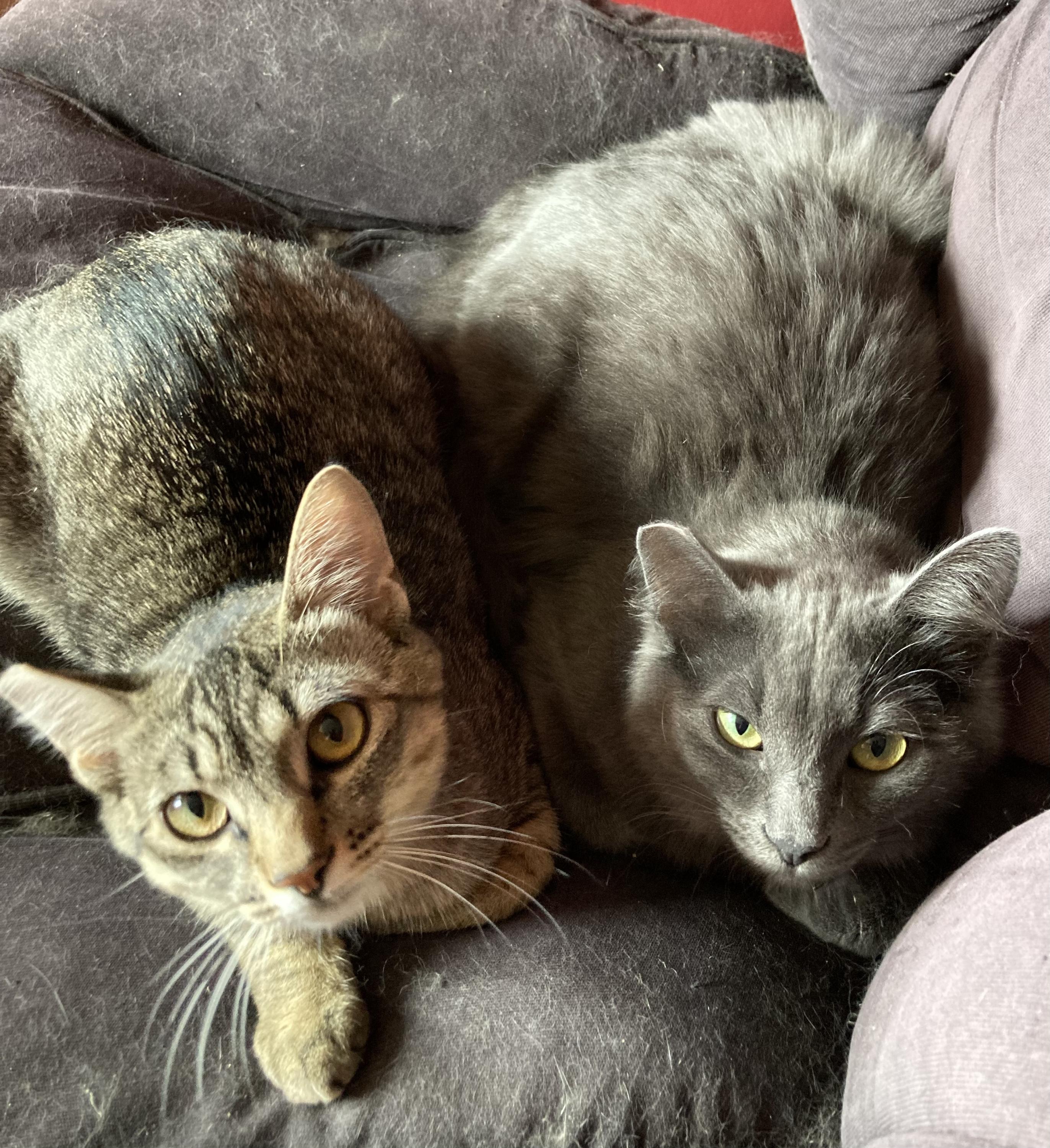 Enlarge Tribble and Trouble, a Adoptable Domestic Medium Hair in Seattle, WA image 1/6