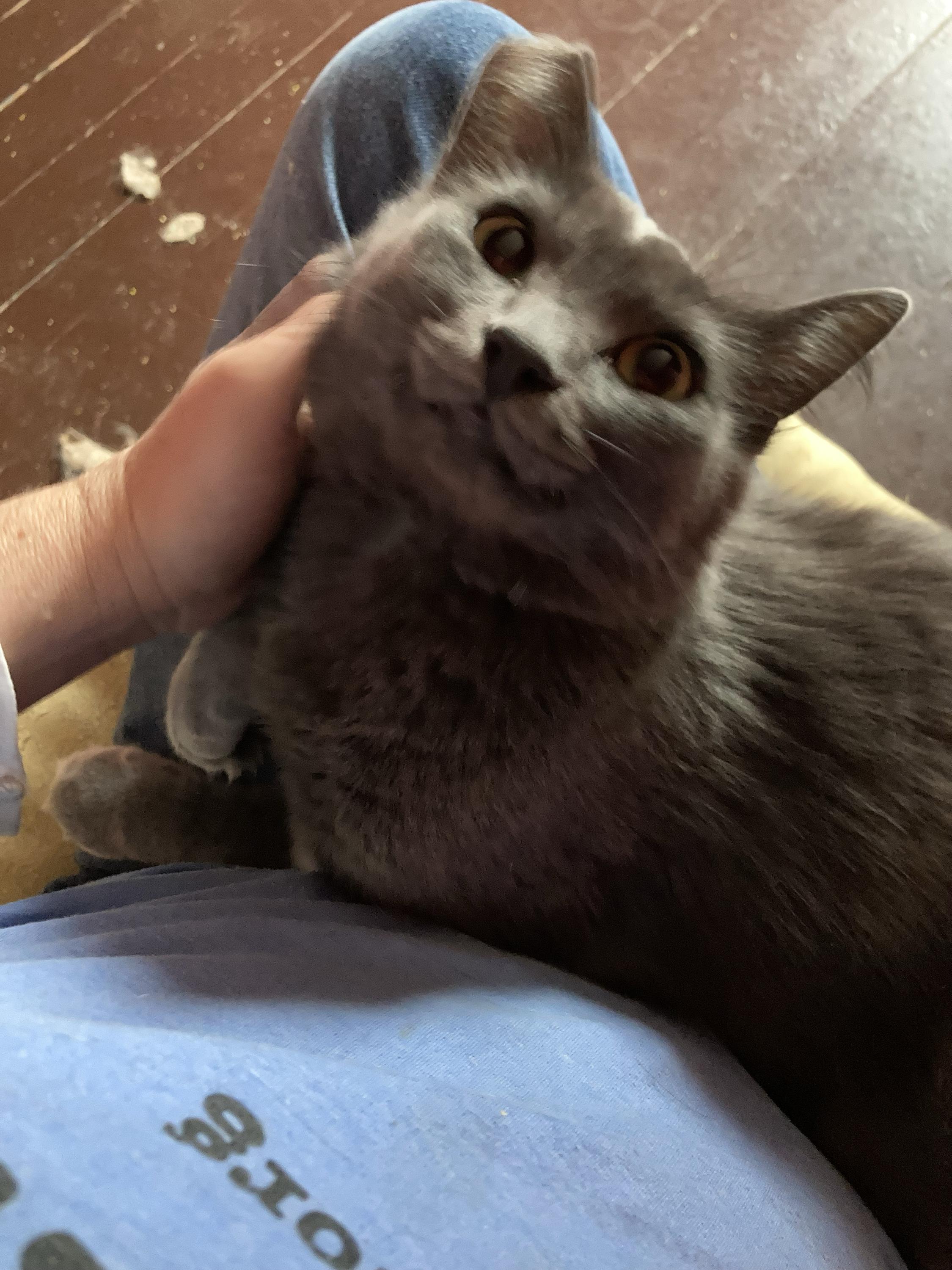 Enlarge Tribble and Trouble, a Adoptable Domestic Medium Hair in Seattle, WA image 5/6