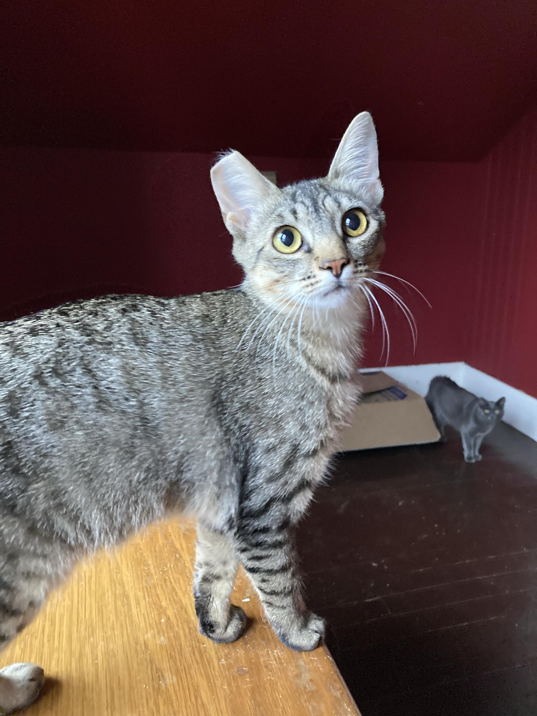 Enlarge Tribble and Trouble, a Adoptable Domestic Medium Hair in Seattle, WA image 4/6