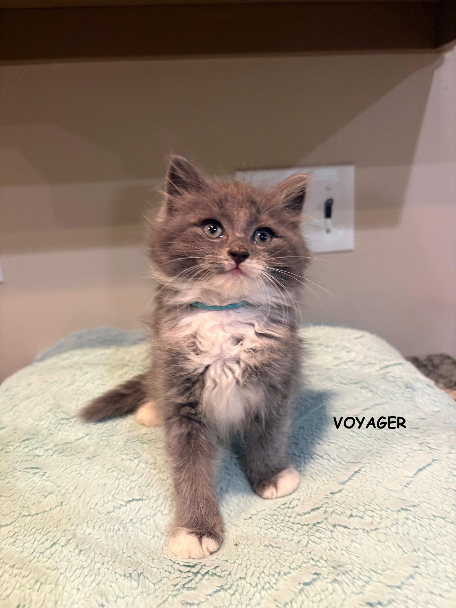 Voyager, Adopted, Kitten Male Domestic Medium Hair.