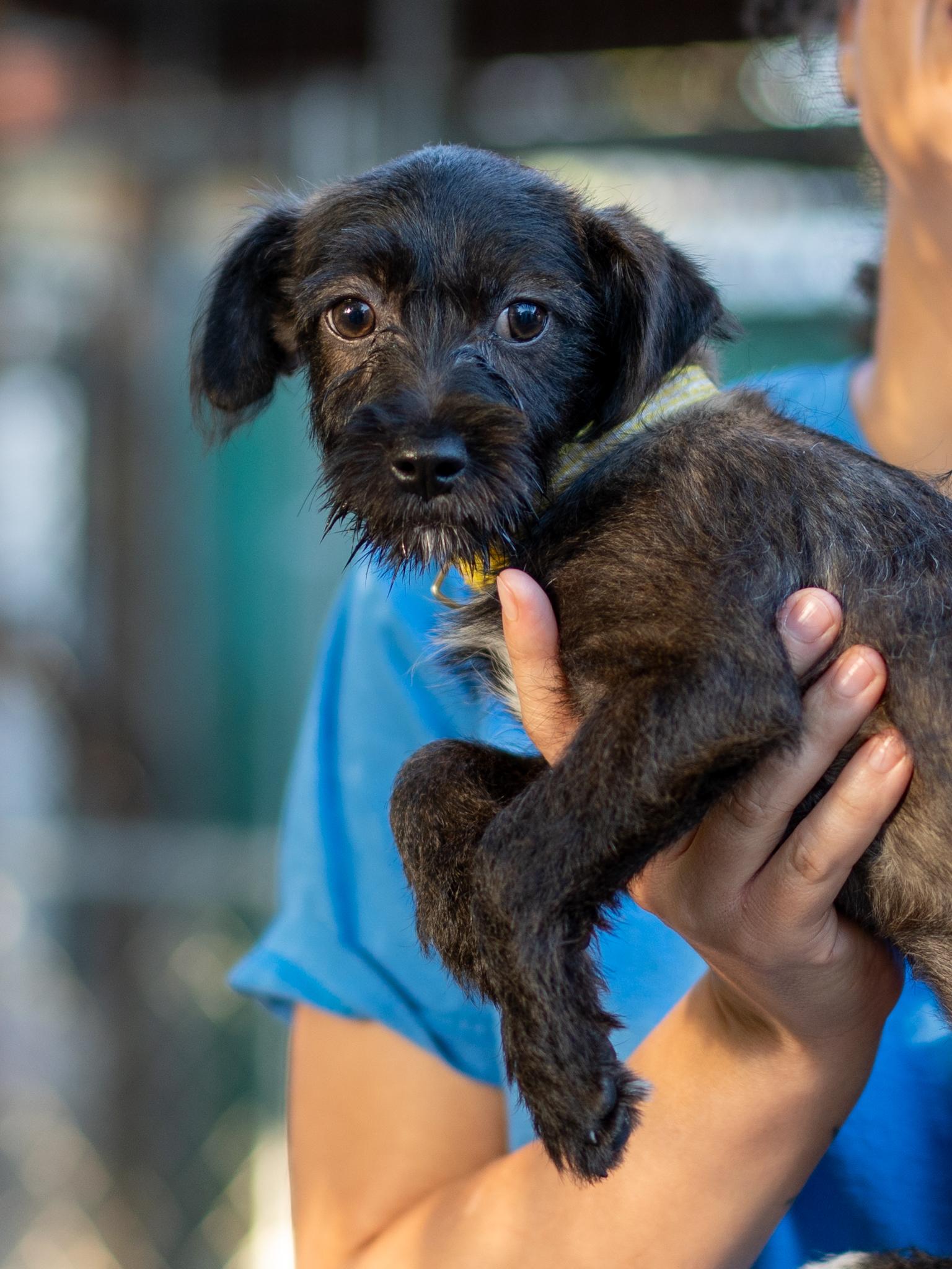 Enlarge BABY BUTTER, a Adopted mixed breed in Fresno, CA image 5/6