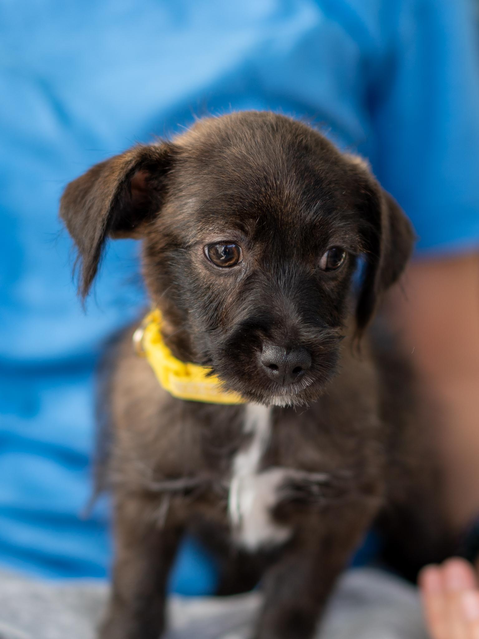 Enlarge BABY BUTTER, a Adopted mixed breed in Fresno, CA image 4/6