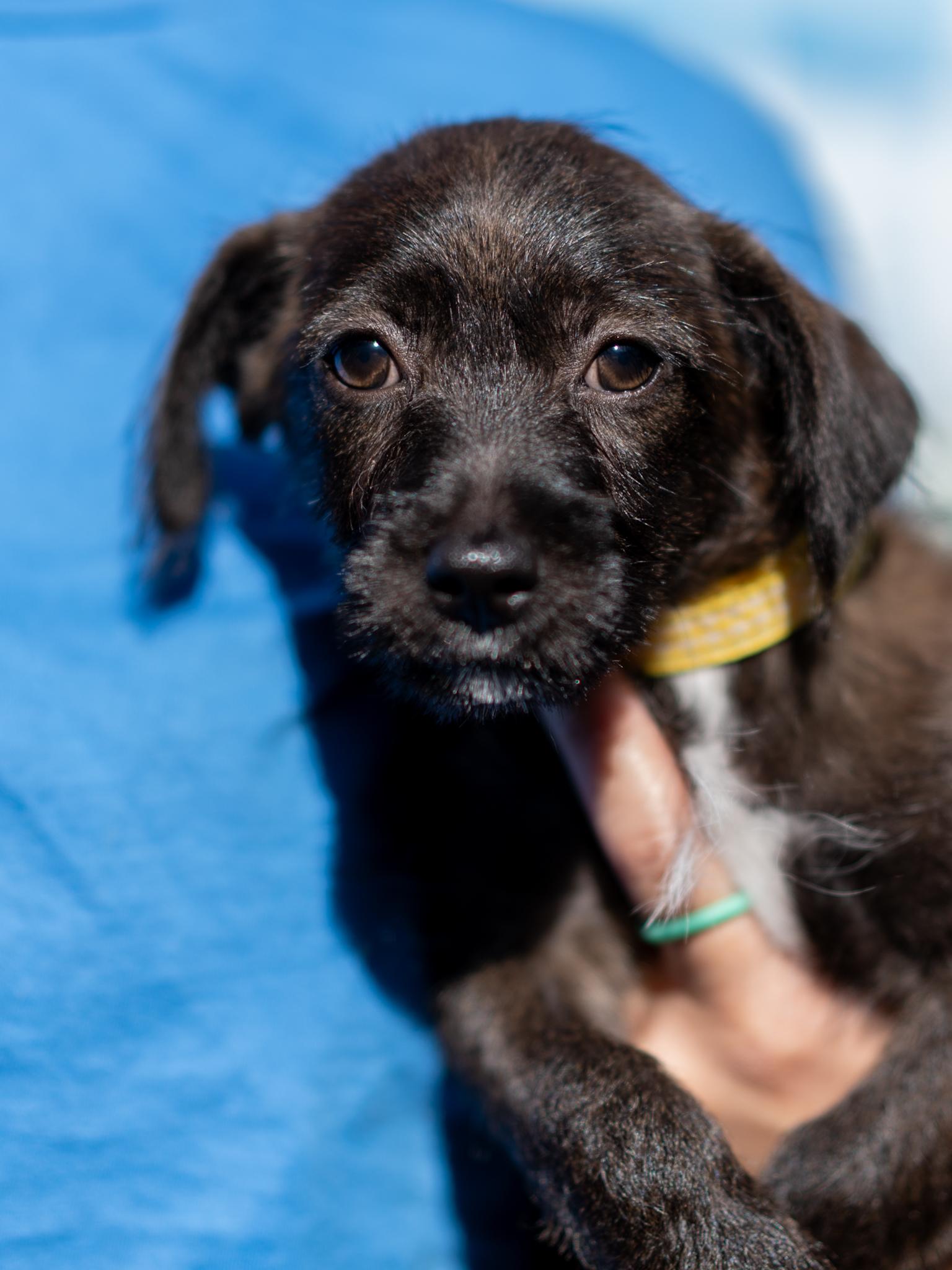 Enlarge BABY BUTTER, a Adopted mixed breed in Fresno, CA image 2/6