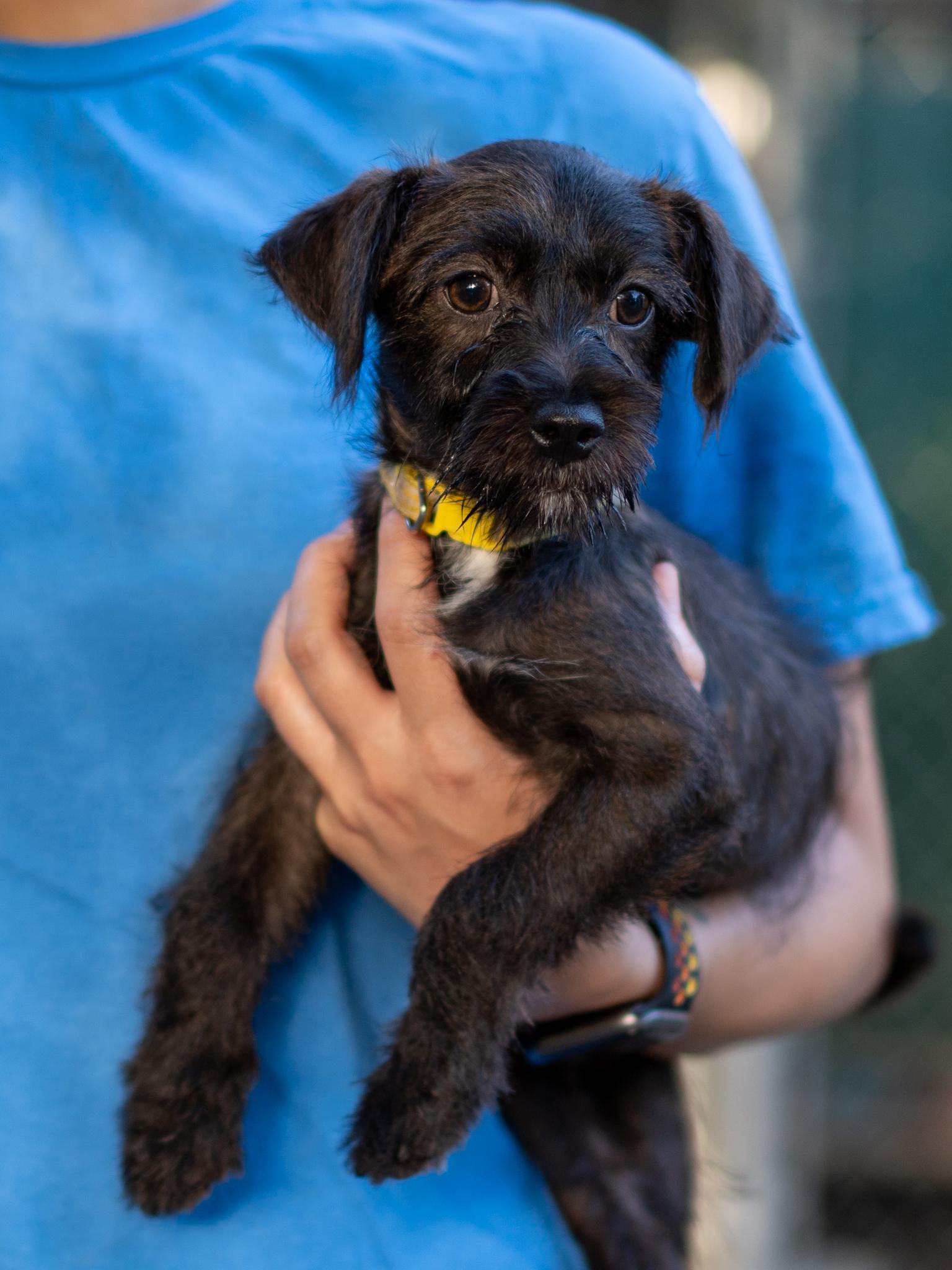 Enlarge BABY BUTTER, a Adopted mixed breed in Fresno, CA image 6/6