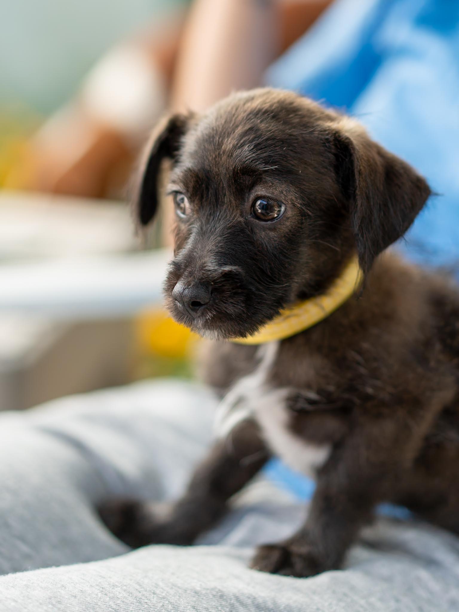 Enlarge BABY BUTTER, a Adopted mixed breed in Fresno, CA image 3/6