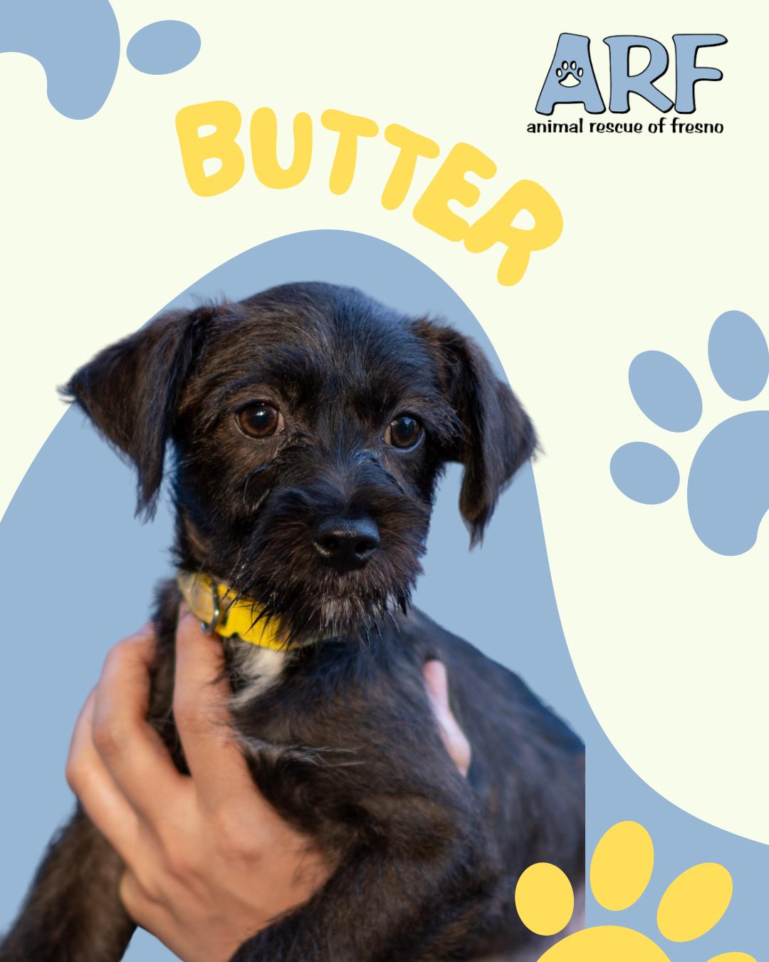 BABY BUTTER, Adopted, Puppy Female Terrier.