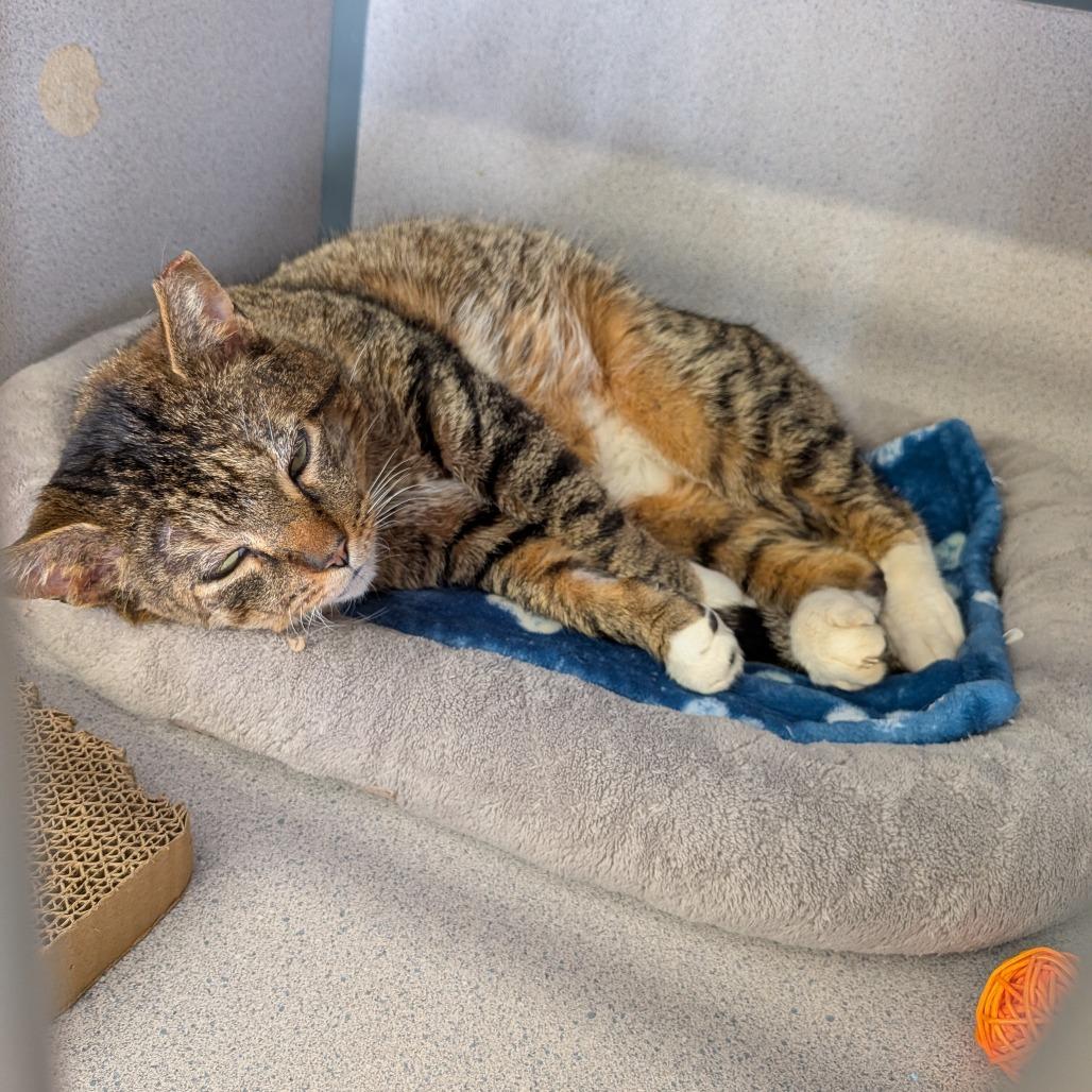 Enlarge Carl, a Adoptable Domestic Short Hair in Greenville, PA image 1/4