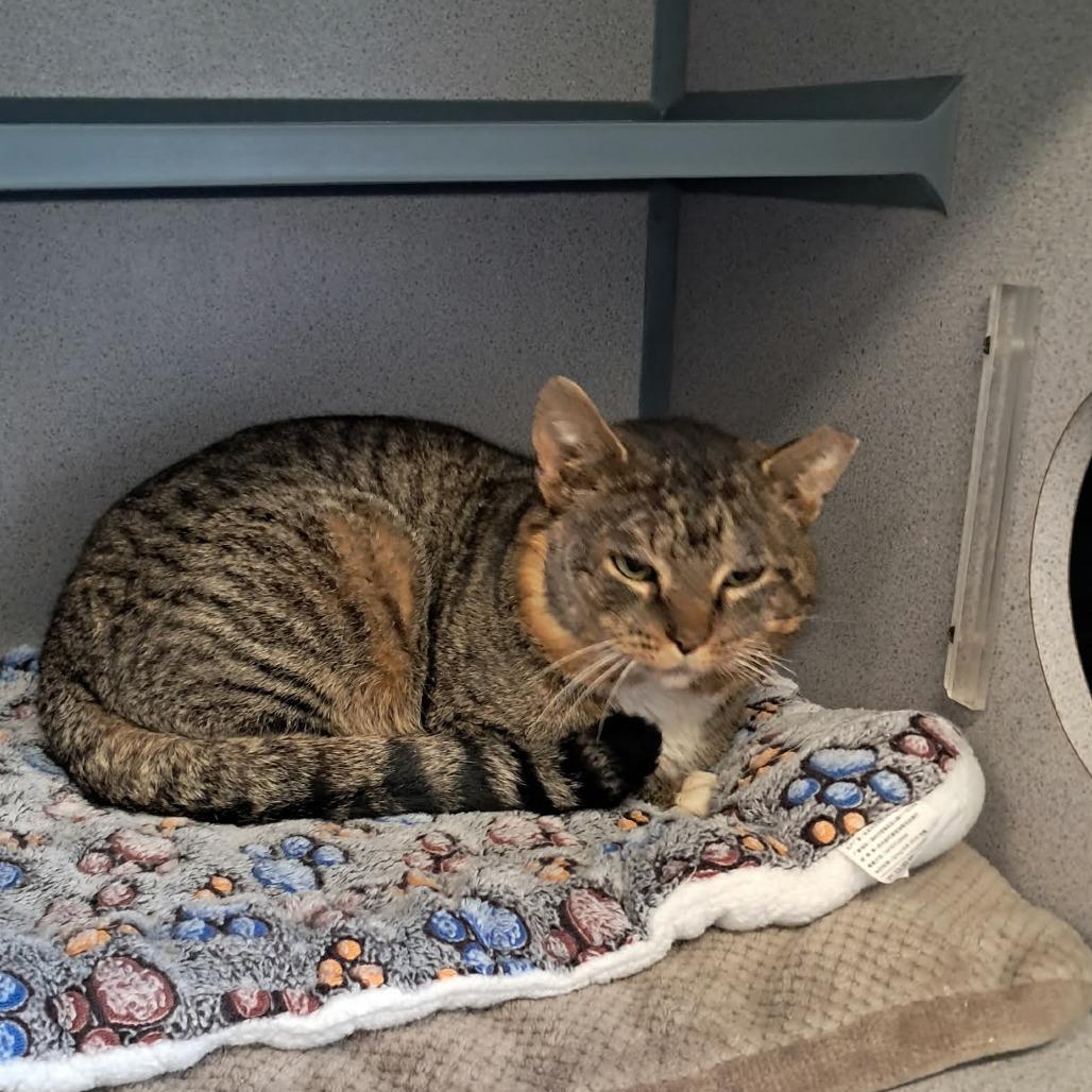 Enlarge Carl, a Adoptable Domestic Short Hair in Greenville, PA image 2/4